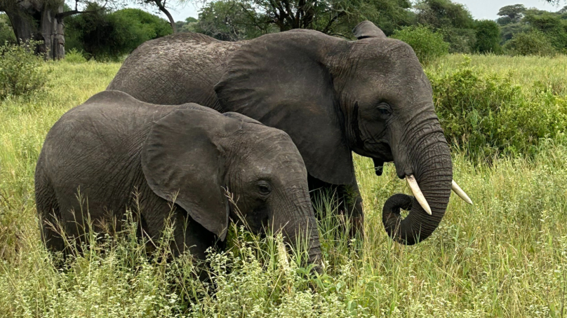 Un safari signé Voyage Constellation