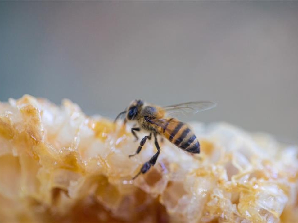 Bee